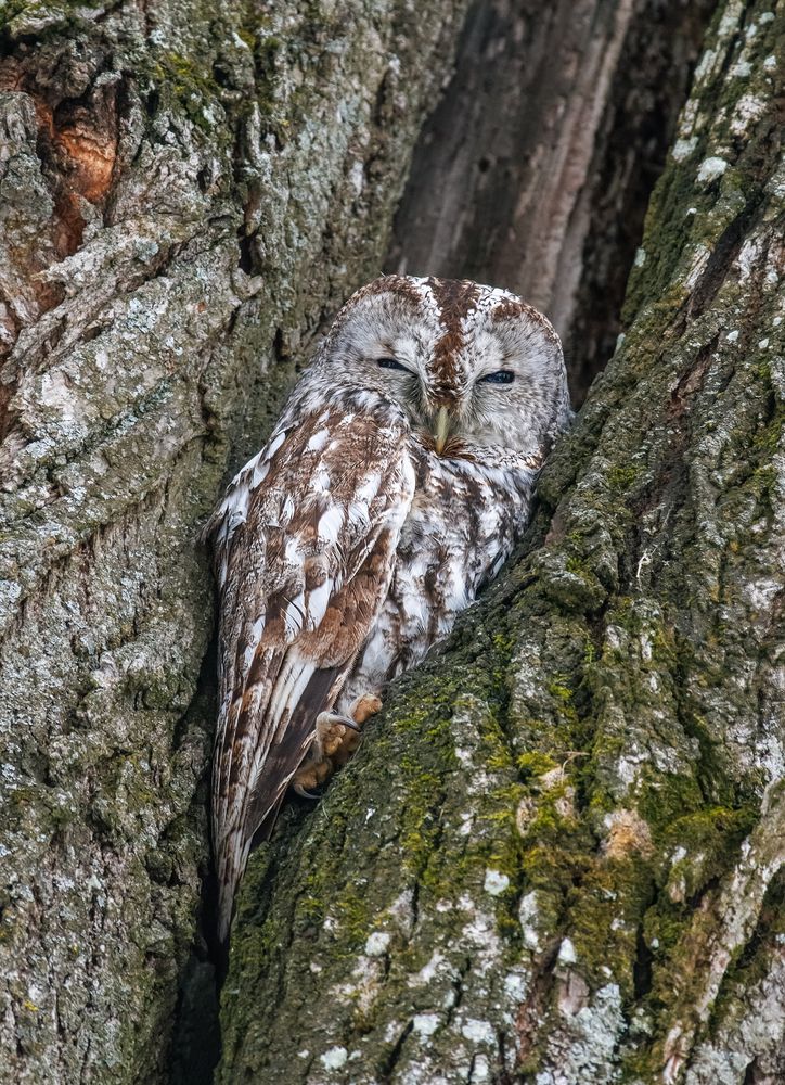 Photograph by Вячеслав Орос