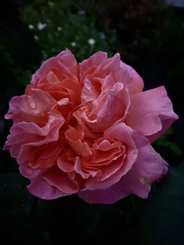 Photograph by Ольга Демашова