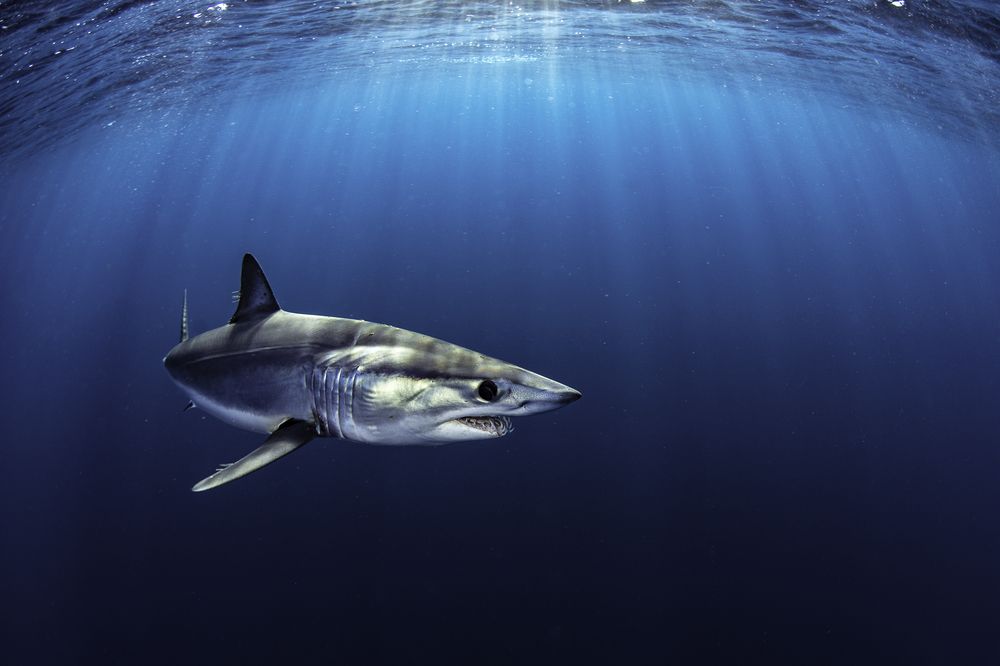 Photograph by Merche Llobera