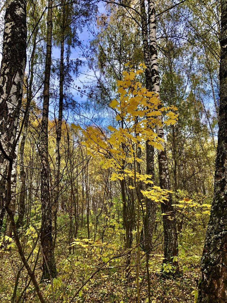 Photograph by Елена Шкред