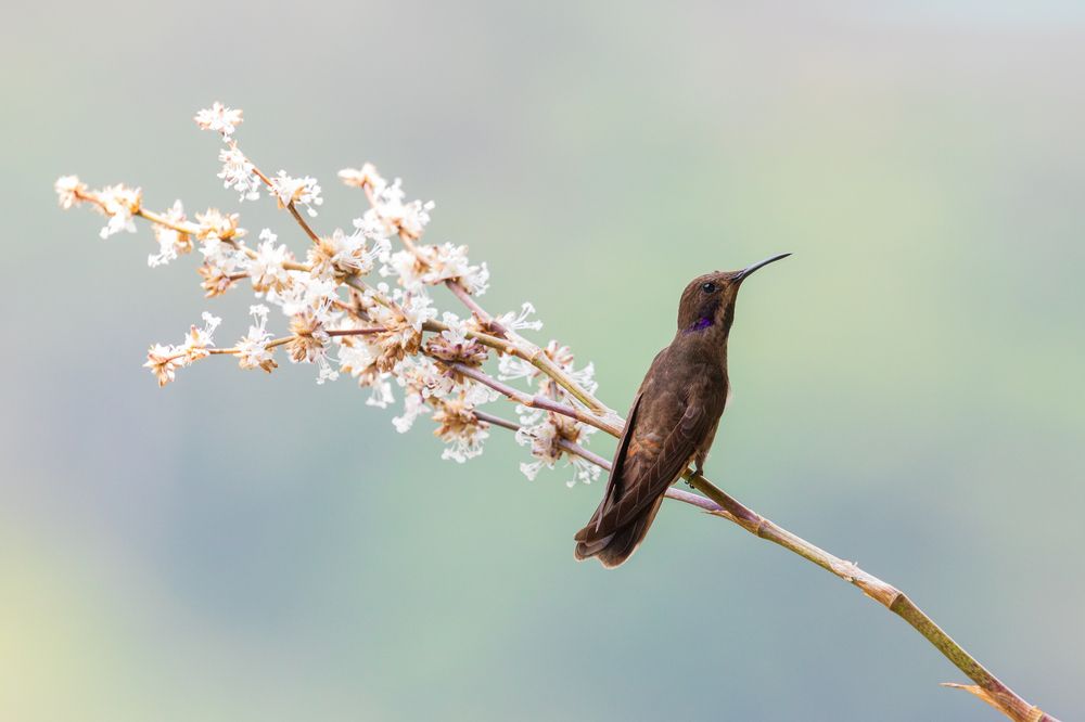 Brown Violet-Ear Hummingbird