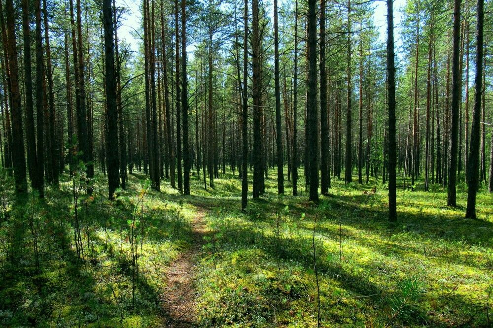 Photograph by Ольга Березовская