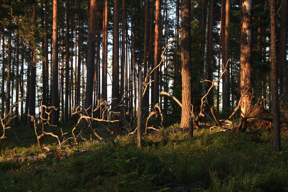 Фотография автора Анастасия Зверева
