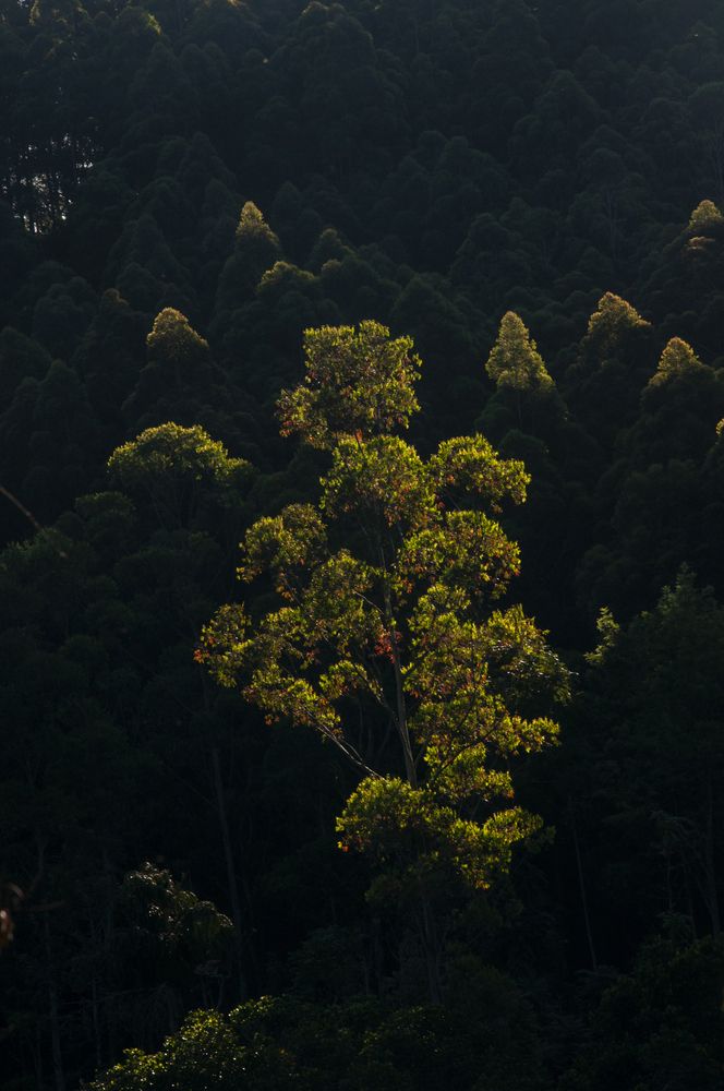 Photograph by Chamara Sulakkhana Polwatta Siriyalage