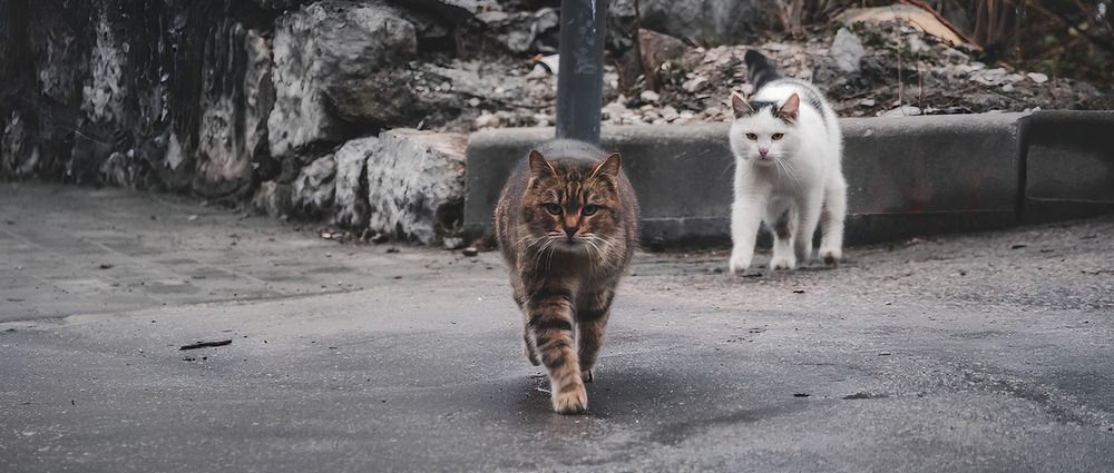 Photograph by Алина Мец