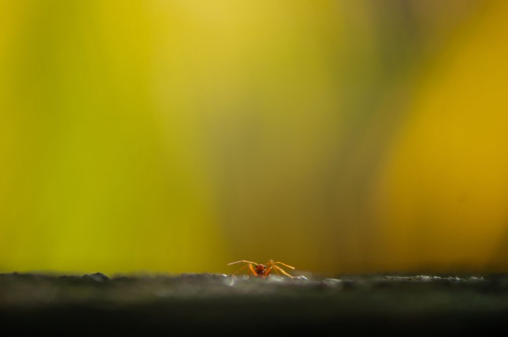 Photograph by Chamara Sulakkhana Polwatta Siriyalage