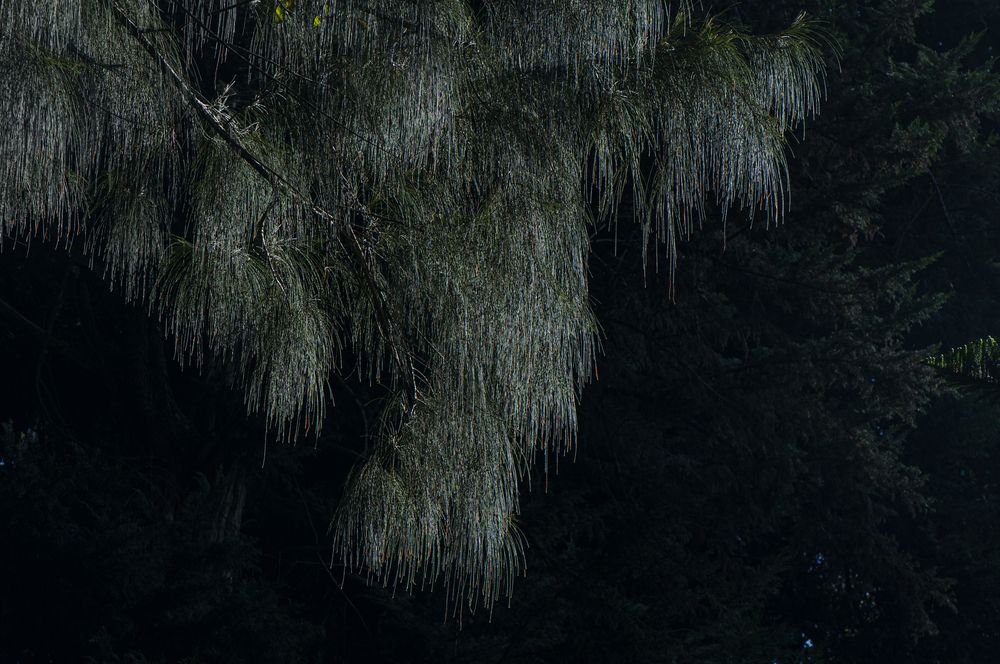 Photograph by Chamara Sulakkhana Polwatta Siriyalage