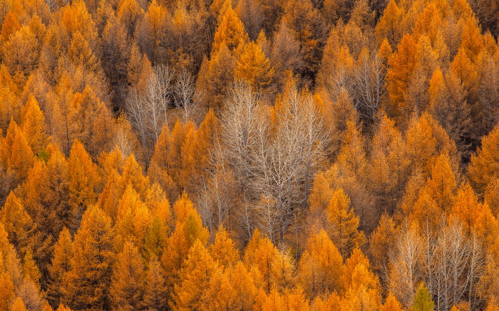 Photograph by Ирина Кудрина