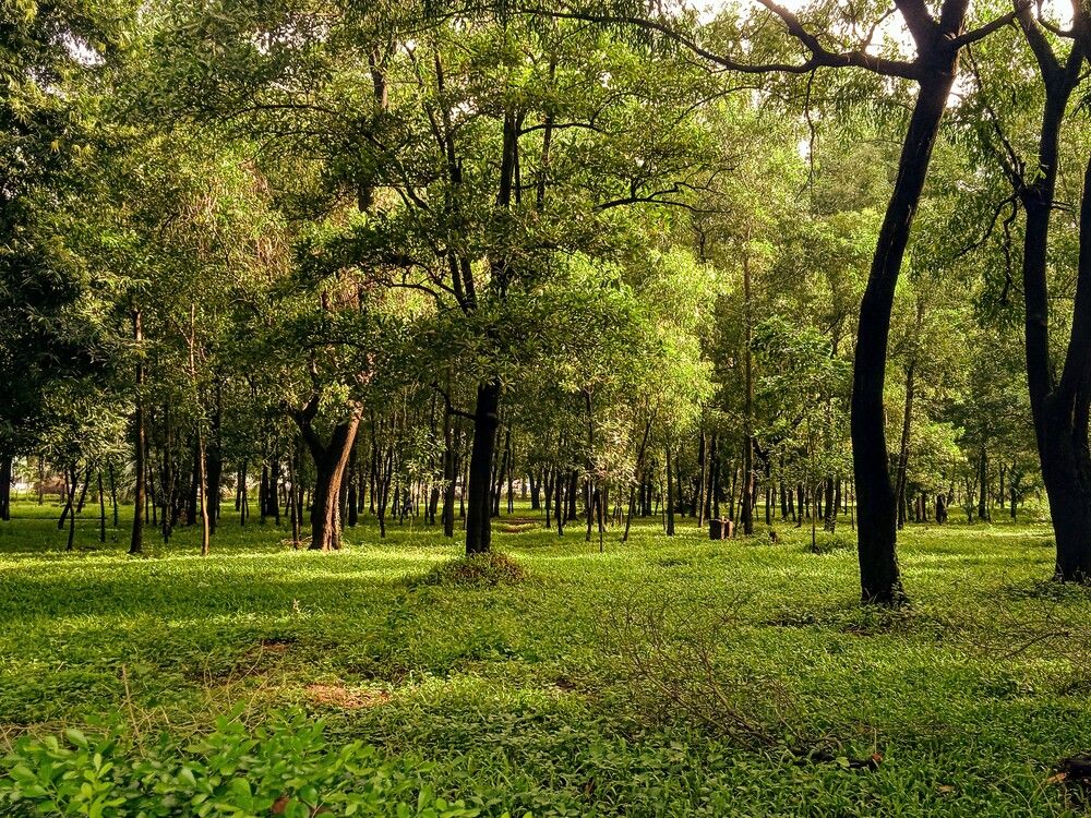 Photograph by Mohammed Rifatul Alam Siam