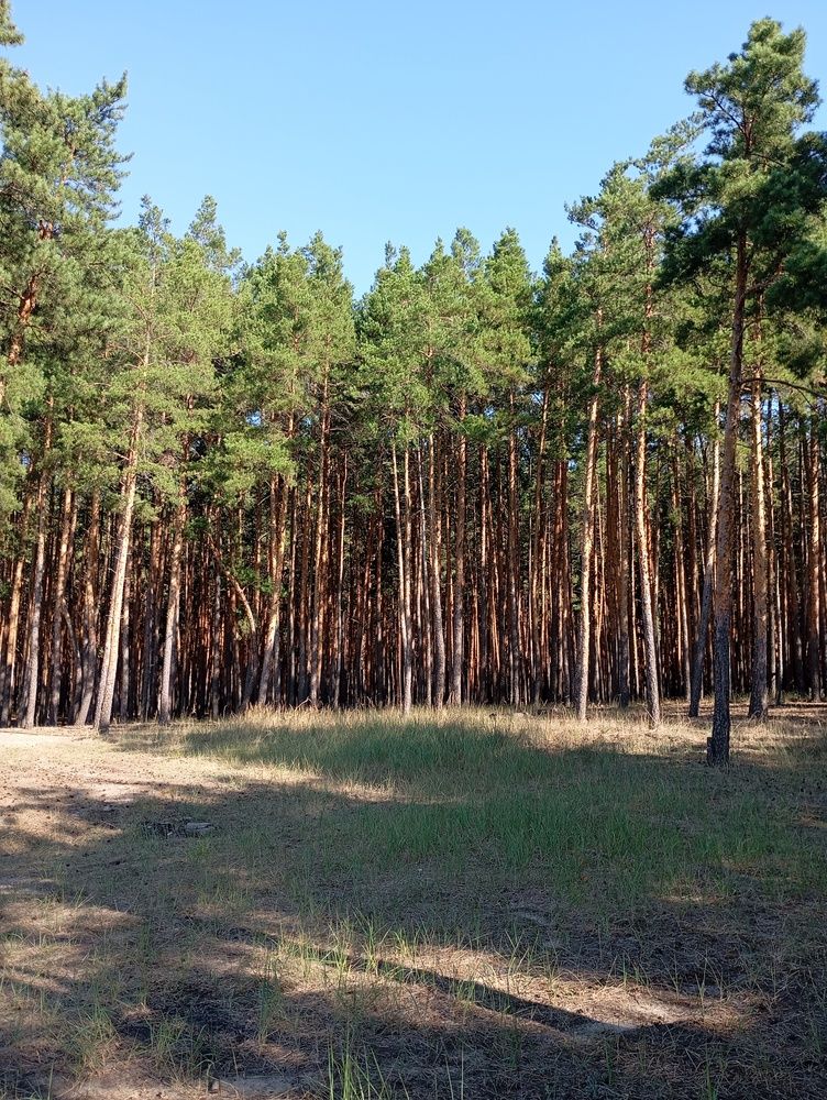 Photograph by Александр Новокрещенов