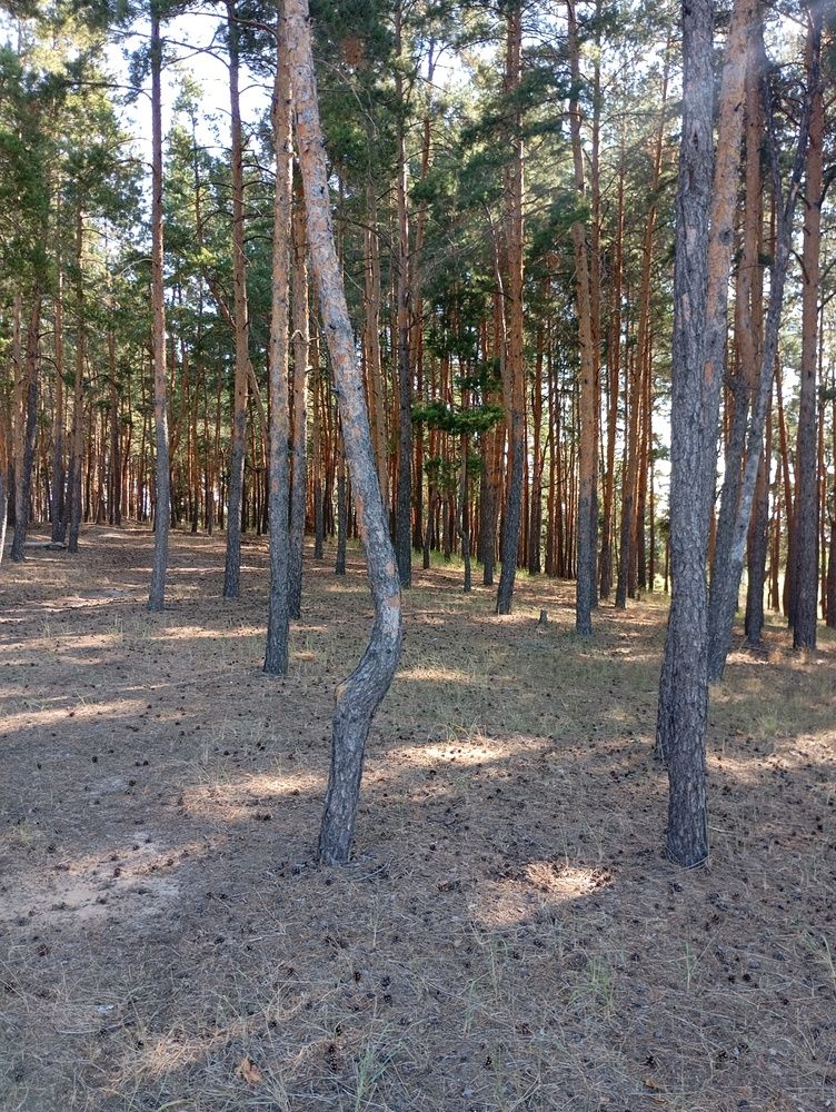 Photograph by Александр Новокрещенов