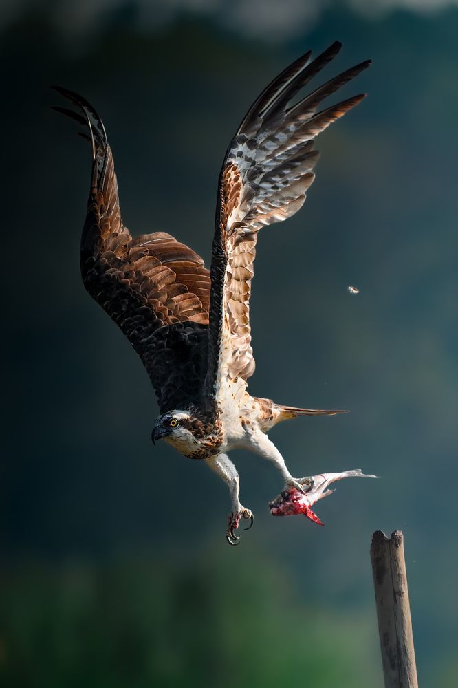 Osprey in Action: The Hunter's Triumph