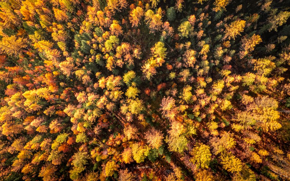 Photograph by Devender Mark