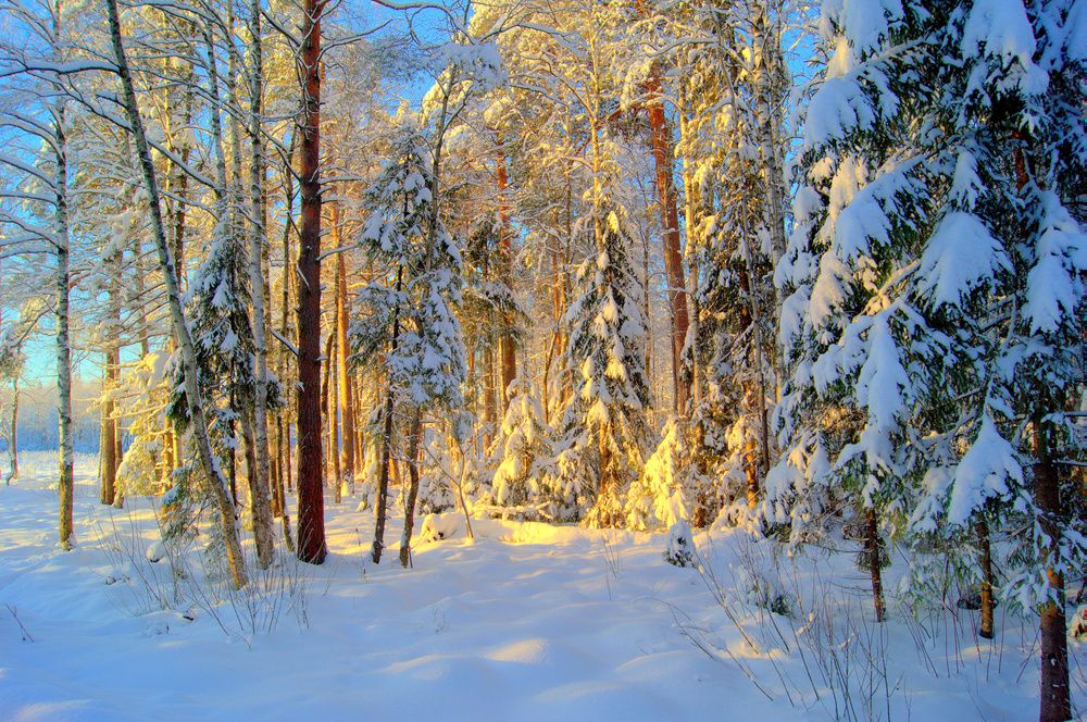 Photograph by Михаил Вечерский