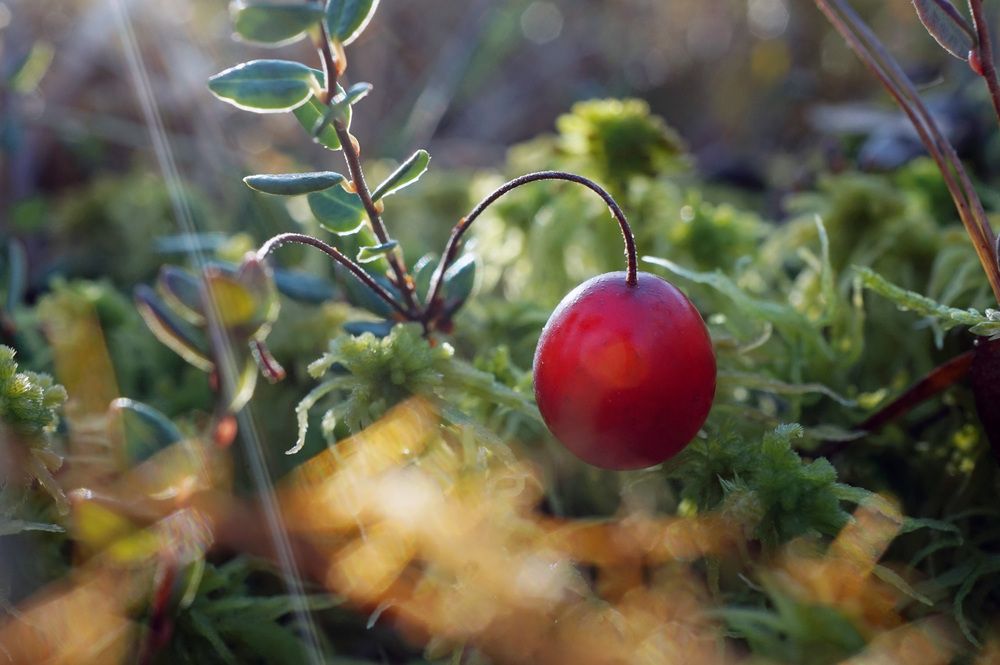 Photograph by Лена Максимкина