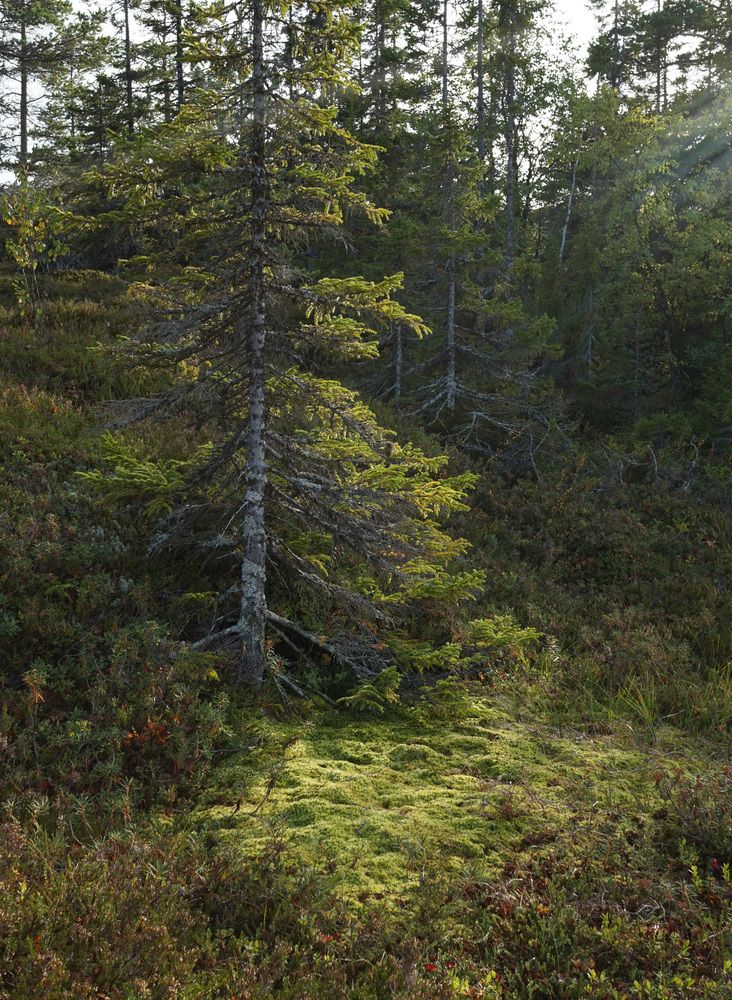 Photograph by Лена Максимкина