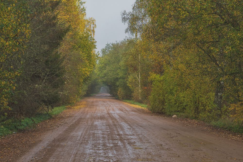 Лесная дорога