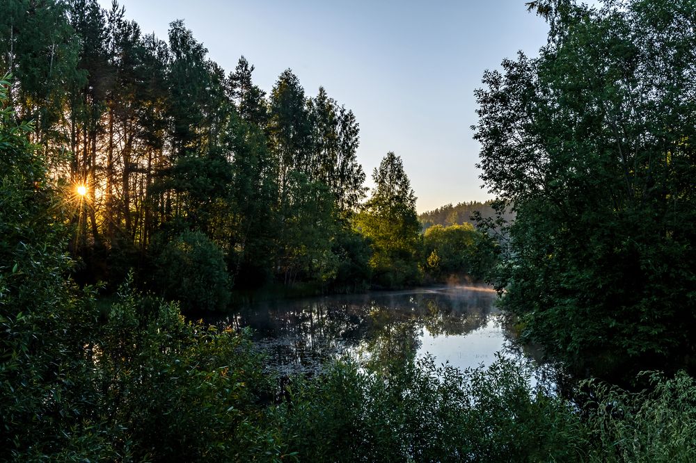 Утренний лес