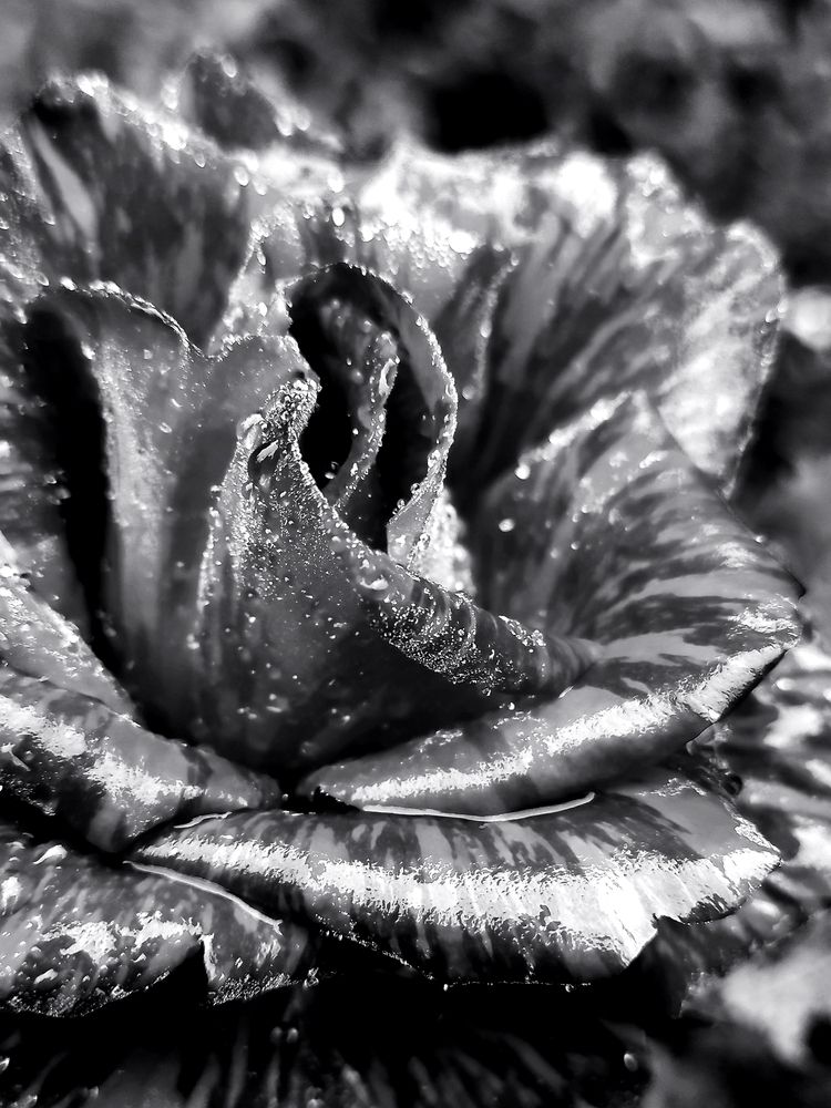 Photograph by Helen Ka