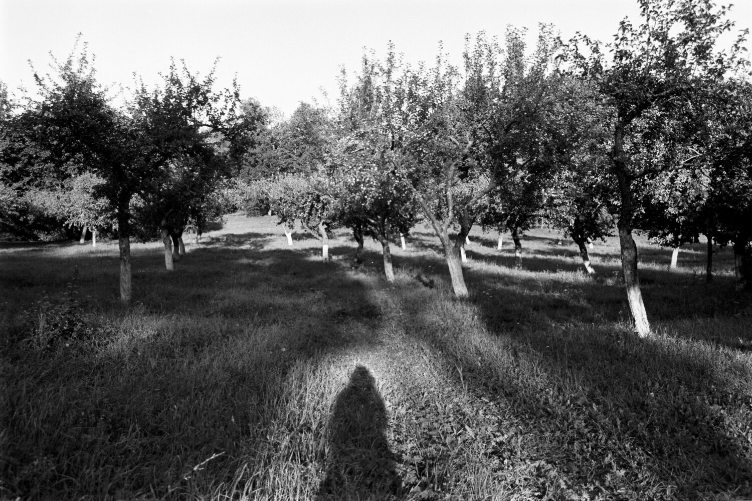 Photo #11837302
