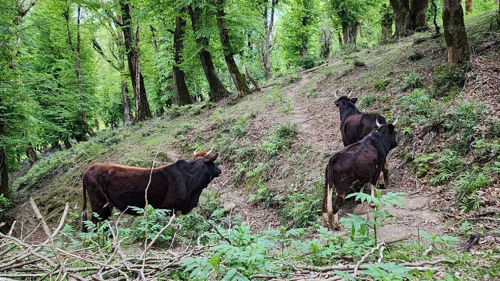 Фотография автора mahyar sj