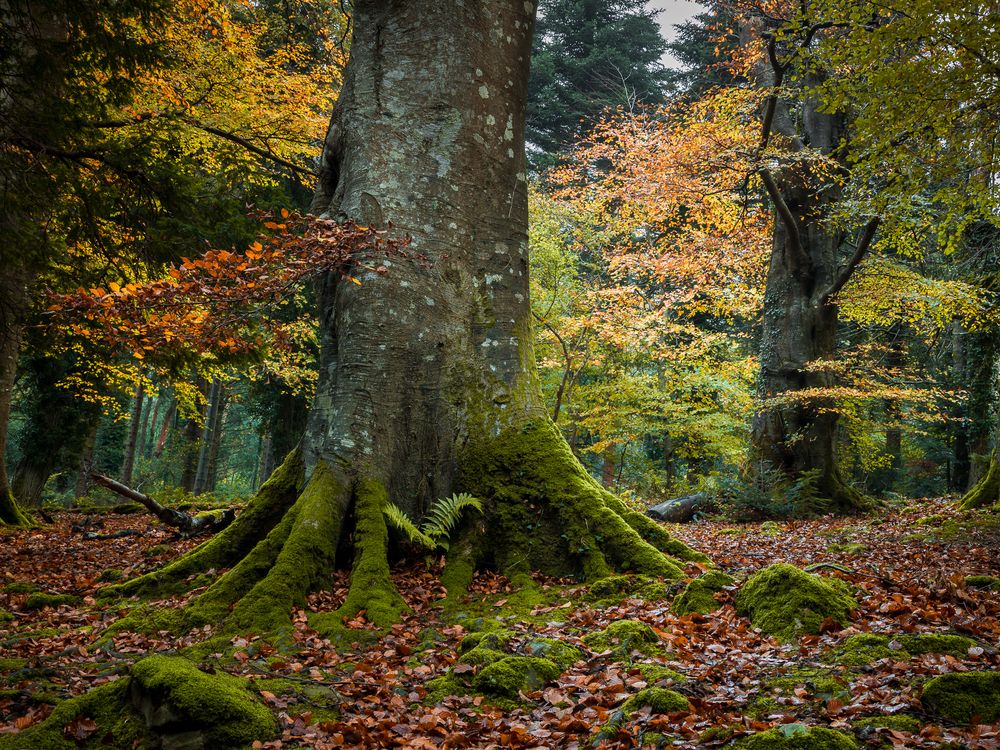 Photograph by Anatoly Chomko