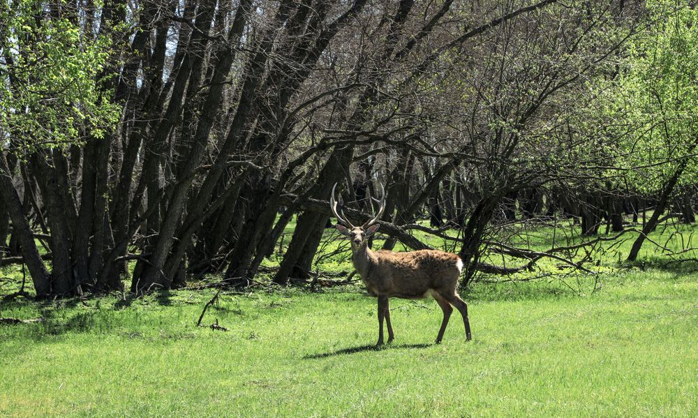 Photograph by Ирина Бескровная
