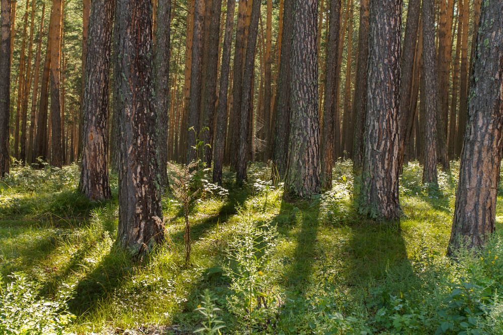 Photograph by Олег Дорошенко