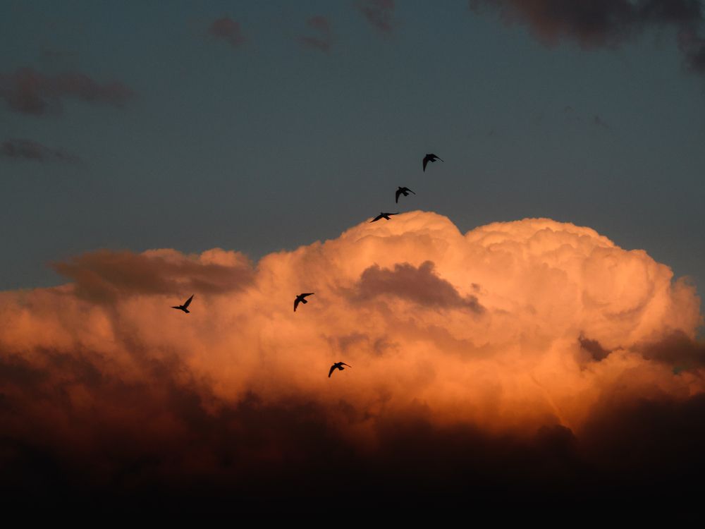 Birds in the Sunset Sky