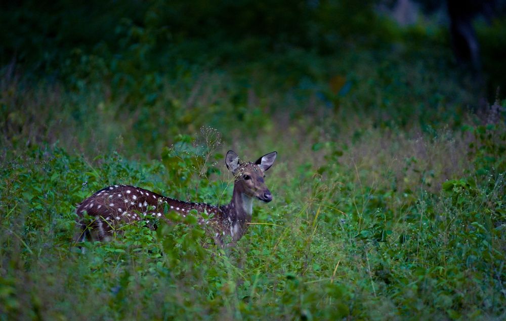 Photograph by SARAVANA MANICKAM