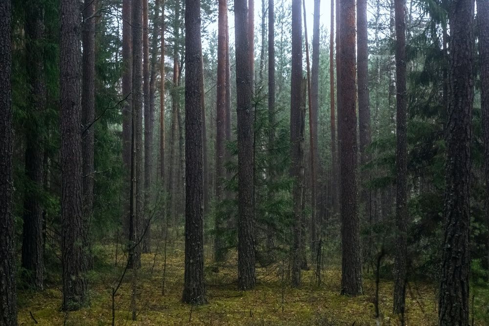 Photograph by Хабаров Сергей