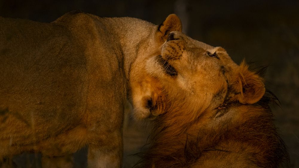 Photograph by Narayanan Iyer