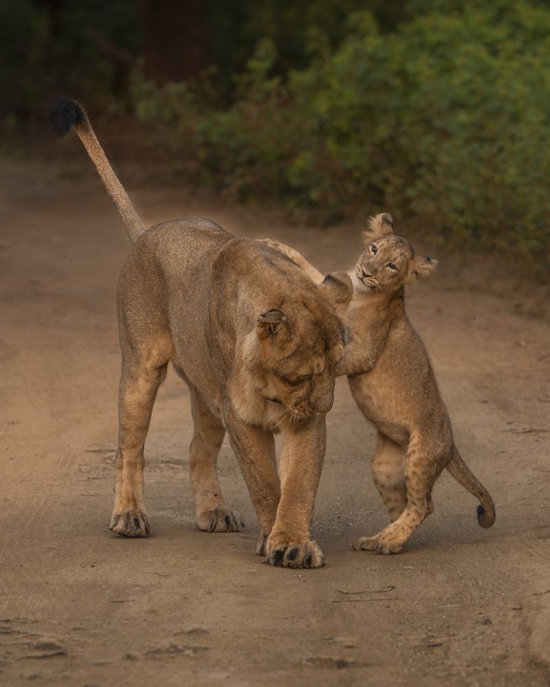 Photograph by Narayanan Iyer