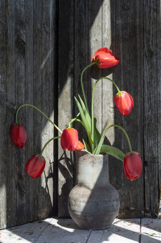 Фотография автора Могилевцева Дарья