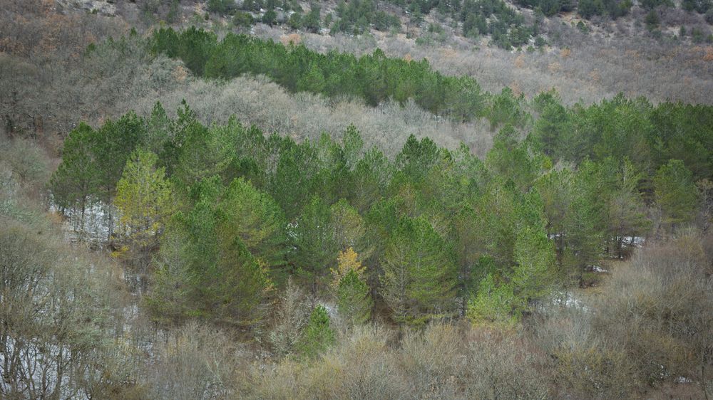 Фотография автора Евгений Петросян