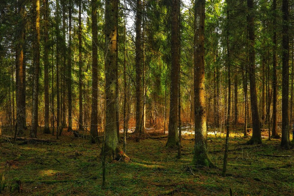 Photograph by Vladimir Freedom