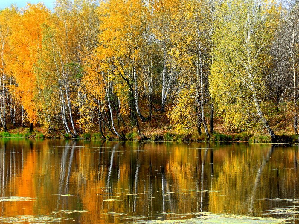 Фотография автора Nelya  Lysenko