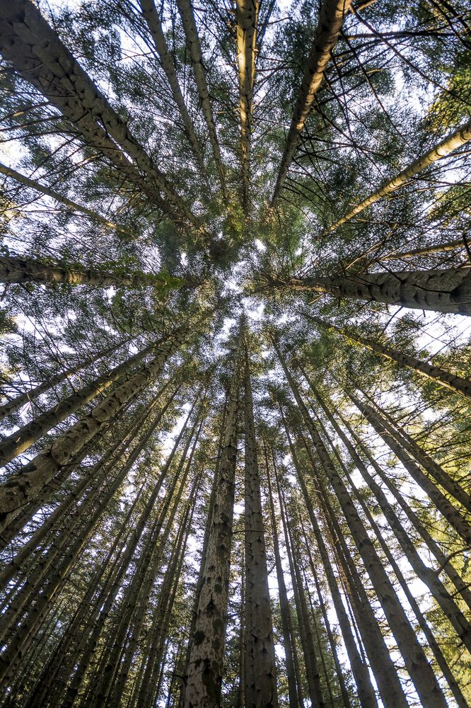 Photograph by Mirco Trivellato