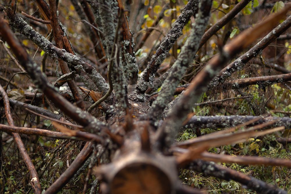 Photograph by Юлия Болдинова