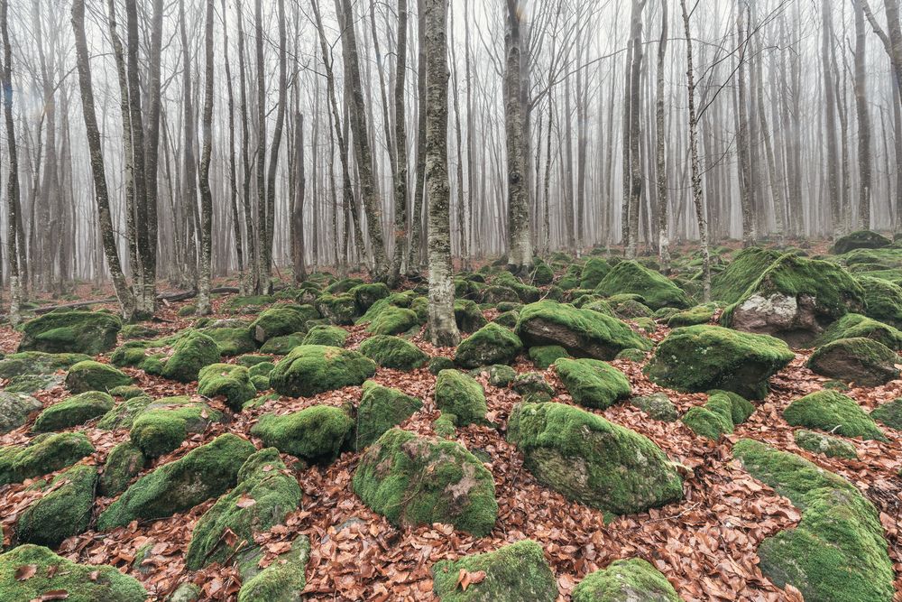 Photograph by Леонид Синев