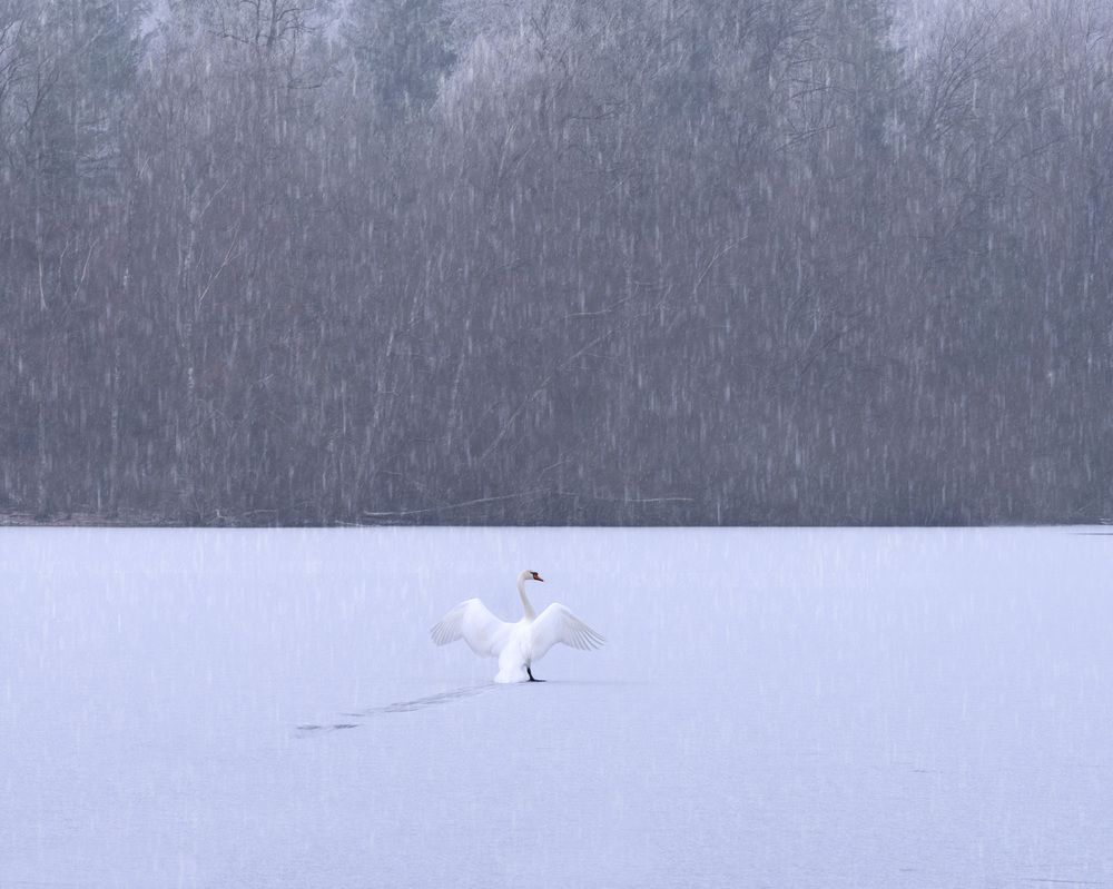 Photograph by LYUDMYLA POKRYSHEN