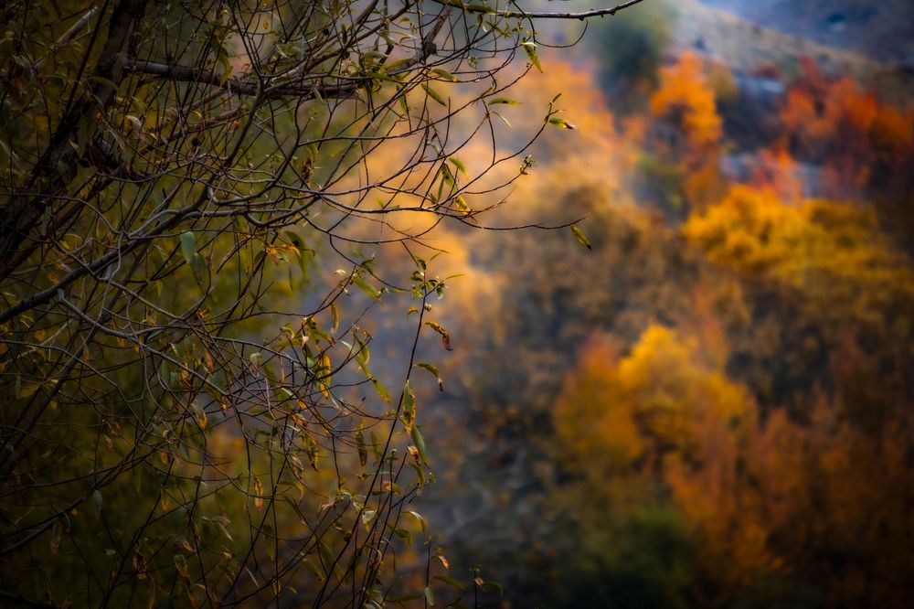 Фотография автора Siavash Banaei