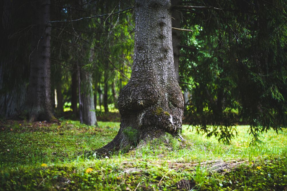 Фотография автора Виктор Конев