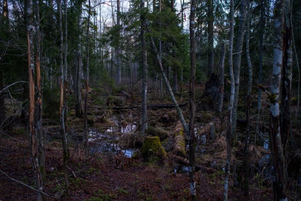 Фотография автора Виктор Конев