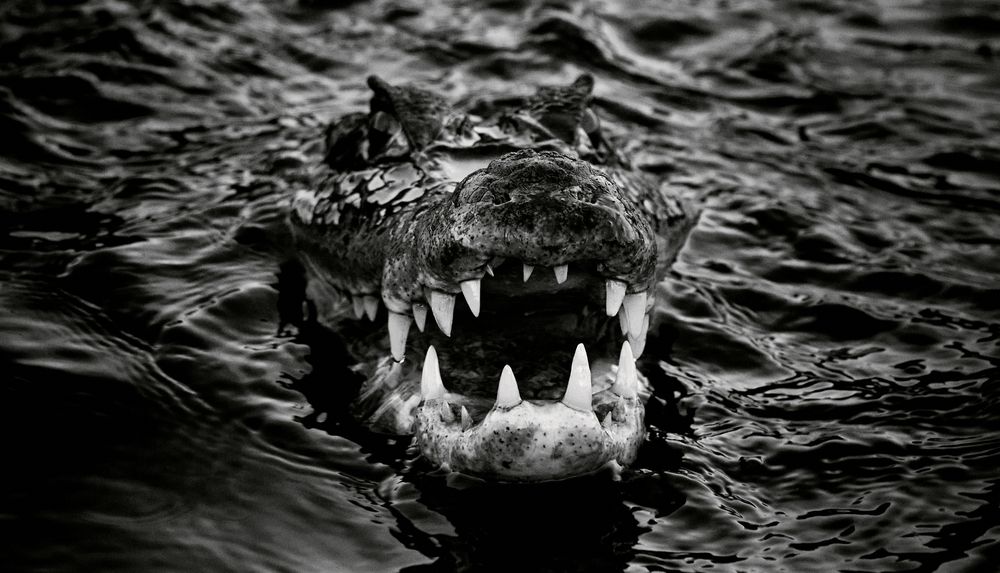 Photograph by Гиль Александр