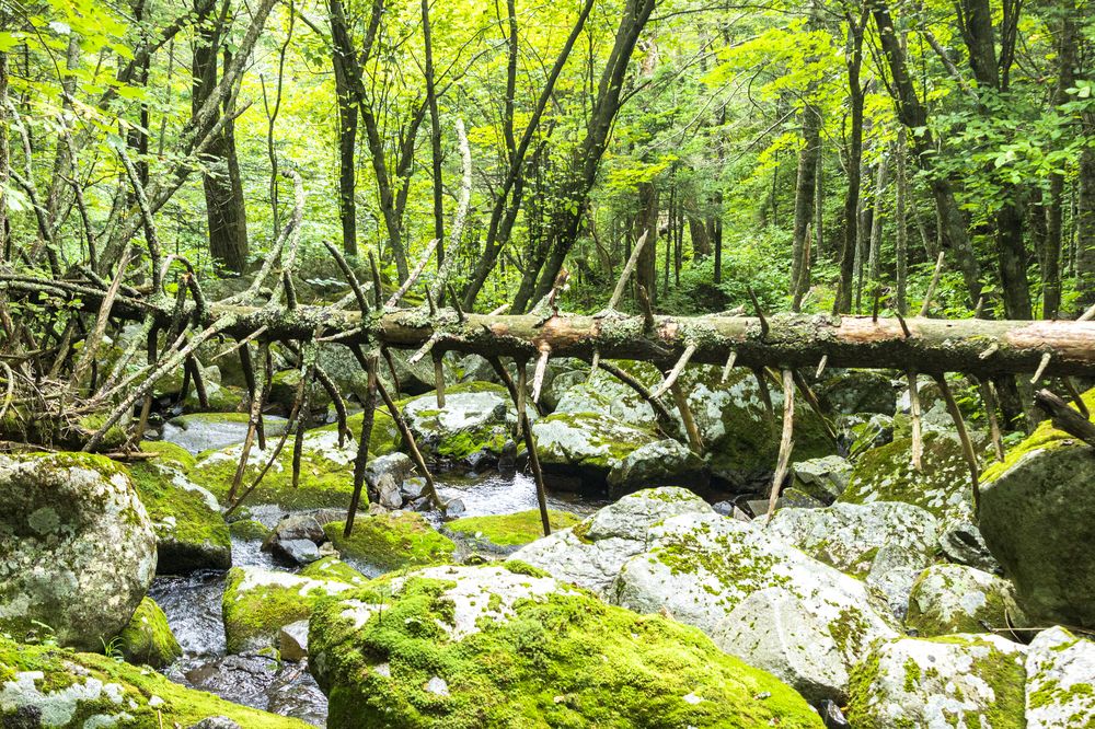 Photograph by Sergey Tsubanov