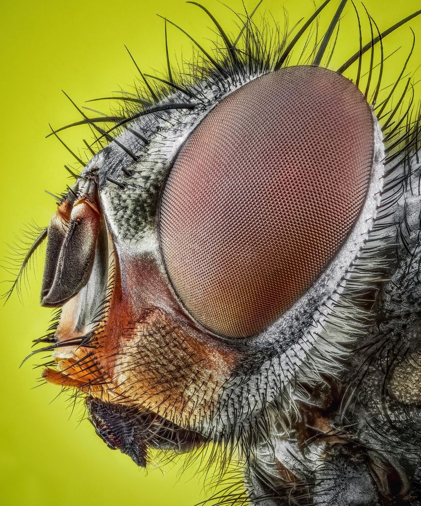 Housefly