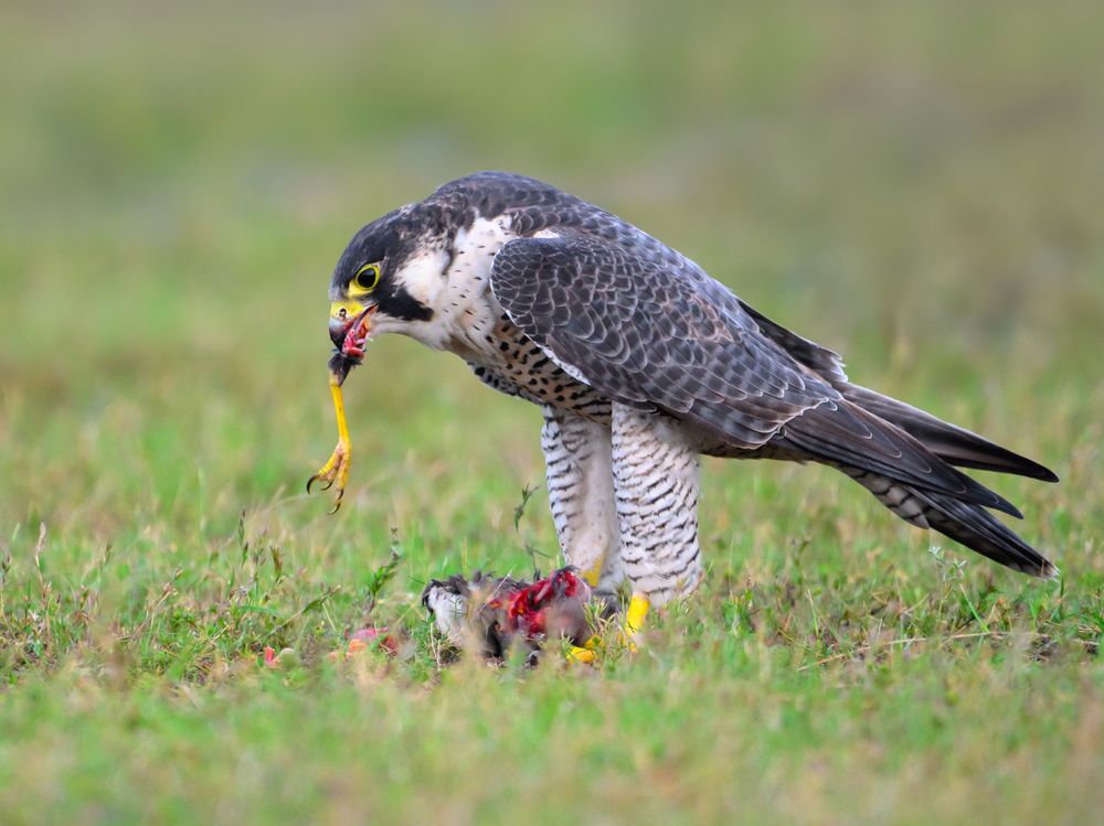 Photograph by Sathishkumar S