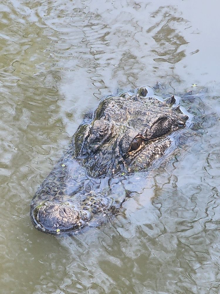 The American Alligator