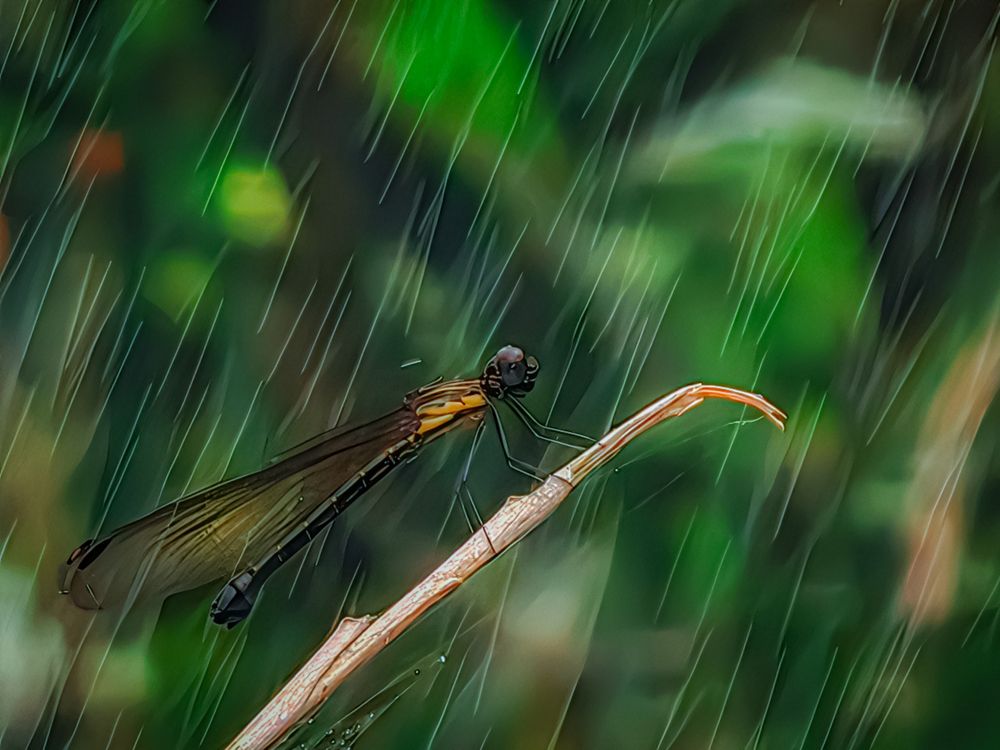 Dragonfly in the Rain